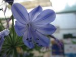agapanthus-donau