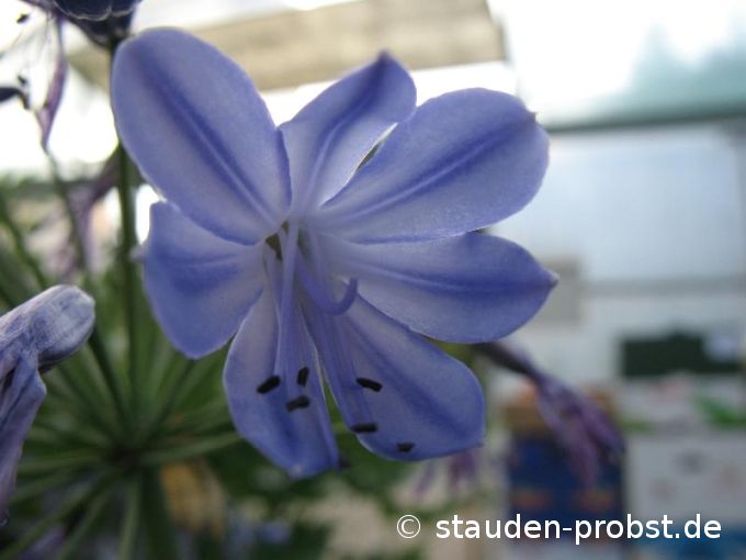 Agapanthus africanus 'Donau' - Schmucklilie