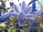agapanthus-falkenstein