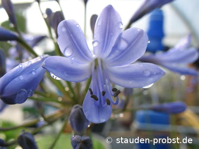 Agapanthus africanus 'Falkenstein' - Schmucklilie