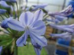 agapanthus-headbourne