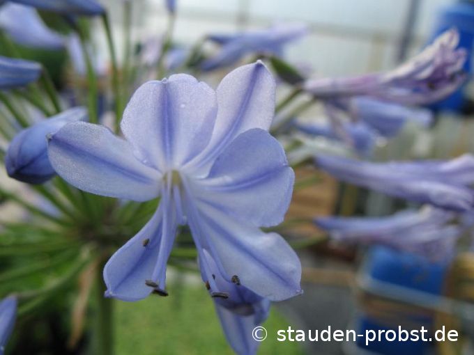 Agapanthus africanus 'Headbourne' - Schmucklilie