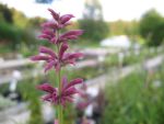 agastache-mexicana-sangria