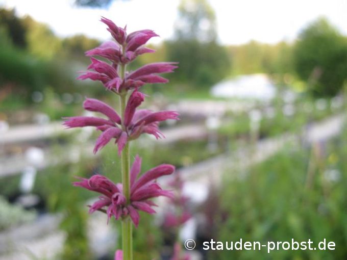 Agastache mexicana 'Sangria' - Mexikonessel, Anisysop