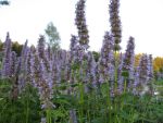 agastache-rugosa-blue-fortune-2