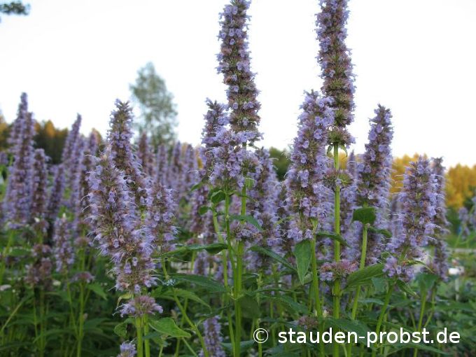Agastache rugosa 'Blue Fortune' - Duftnessel, Koreanische Minze