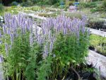 agastache-rugosa-blue-fortune