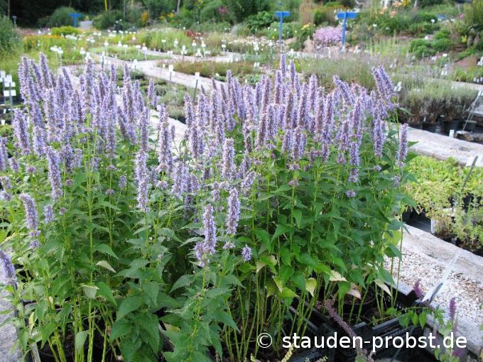 Agastache rugosa 'Blue Fortune' - Duftnessel, Koreanische Minze