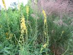 agrimonia-eupatoria-2