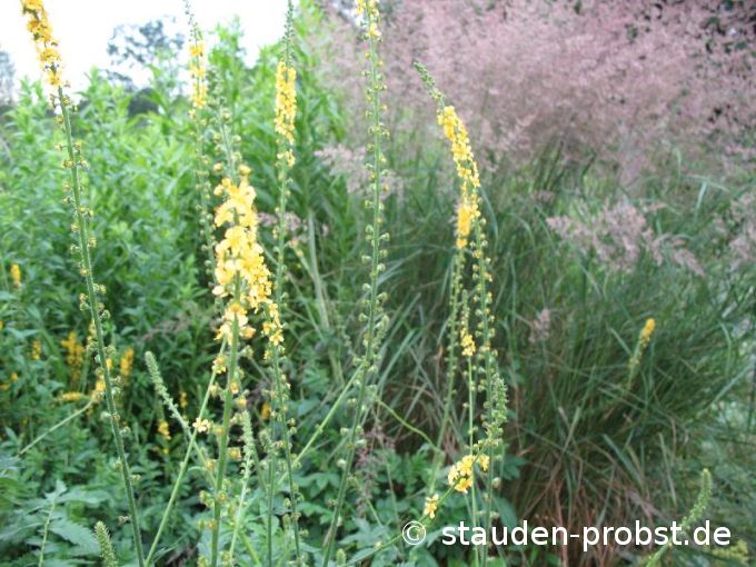 Agrimonia eupatoria - Odermennig