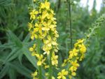 agrimonia-eupatoria