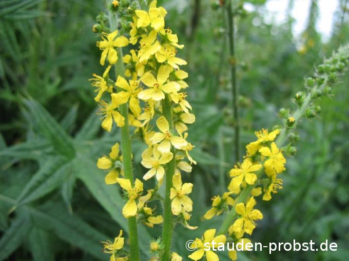 Agrimonia eupatoria - Odermennig