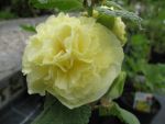 alcea-rosea-plena-chaters-gelb