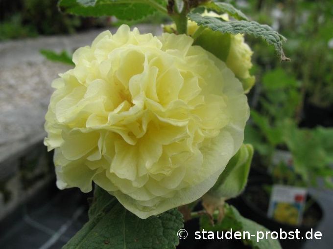 Alcea rosea plena 'Chaters' - Stockrose