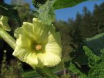 alcea-rugosa-2