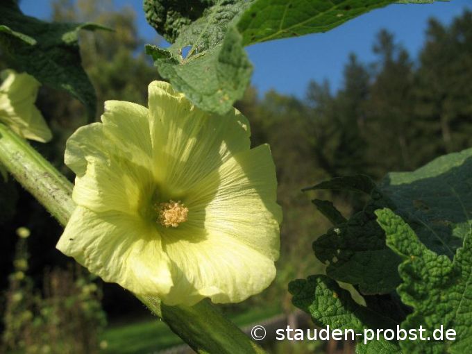 Alcea rugosa - Stockrose