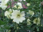 alcea-rugosa