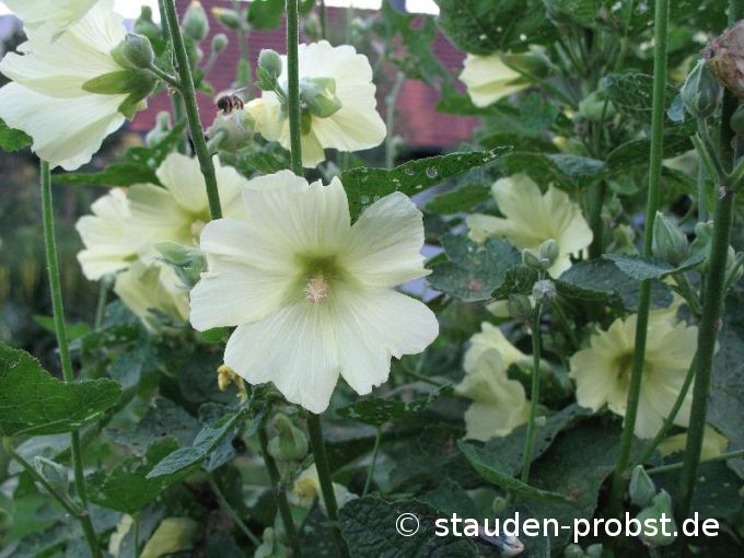 Alcea rugosa - Stockrose