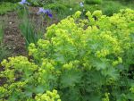 alchemilla-epipsila-2