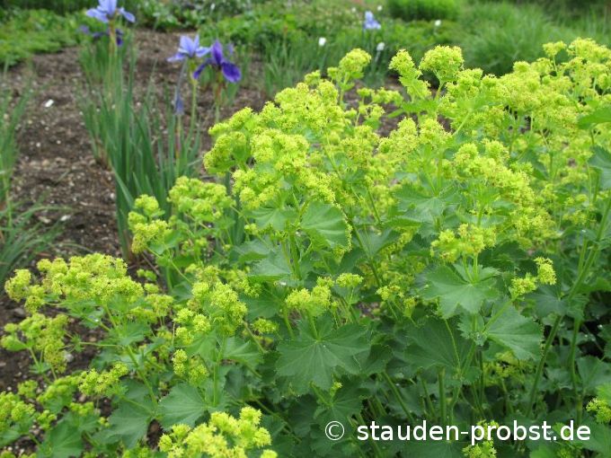 Alchemilla epipsila - Frauenmantel