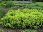 alchemilla-epipsila
