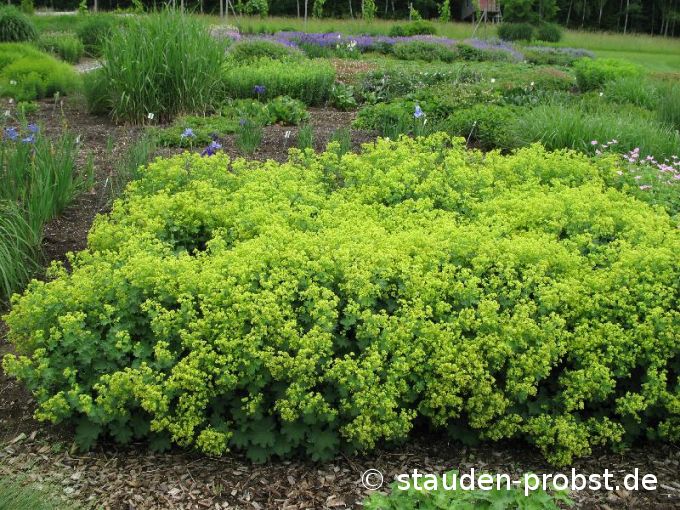 Alchemilla epipsila - Frauenmantel