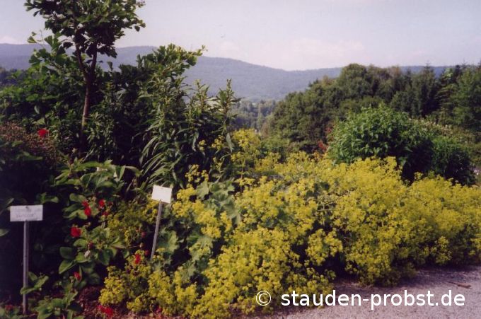 Alchemilla mollis - Frauenmantel