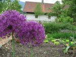 allium-giganteum