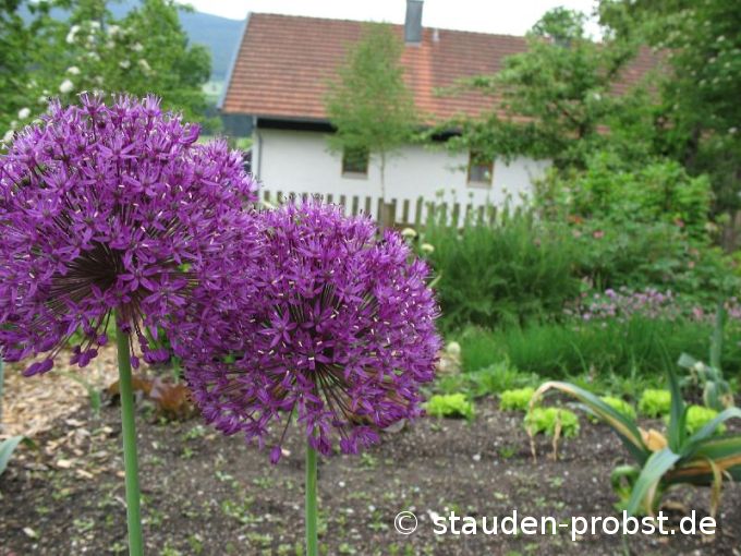 Allium giganteum - Zierlauch