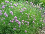 allium-schoenoprasum-2