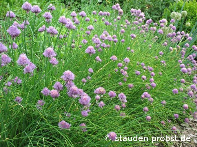 Allium schoenoprasum - Schnittlauch