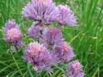 allium-schoenoprasum