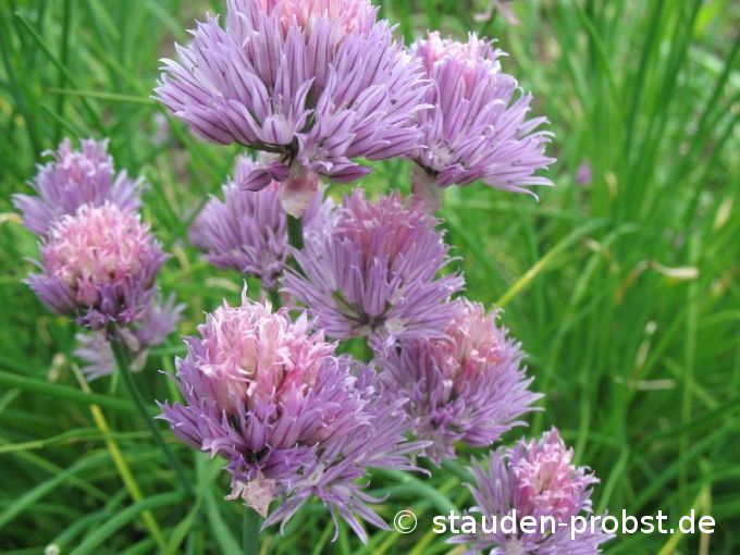 Allium schoenoprasum - Schnittlauch