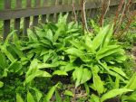 allium-ursinum-2