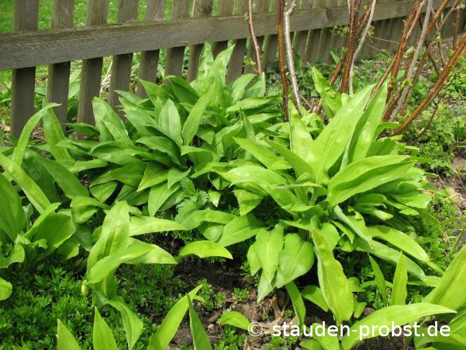 Allium ursinum - Bärlauch