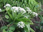 allium-ursinum-3