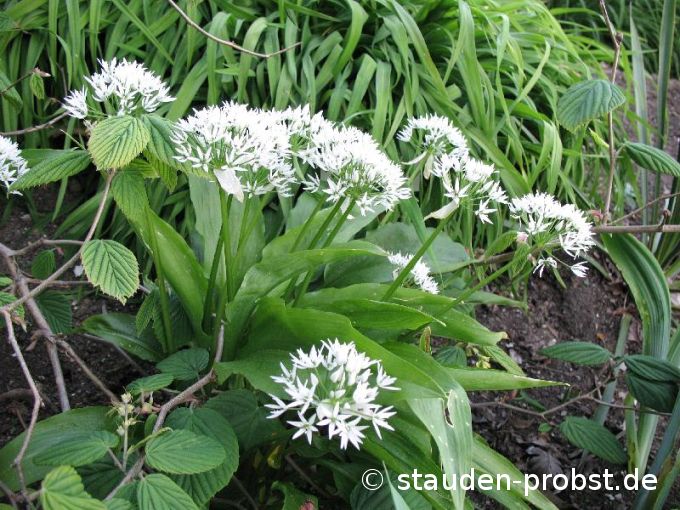 Allium ursinum - Bärlauch 