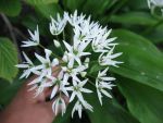 allium-ursinum-5