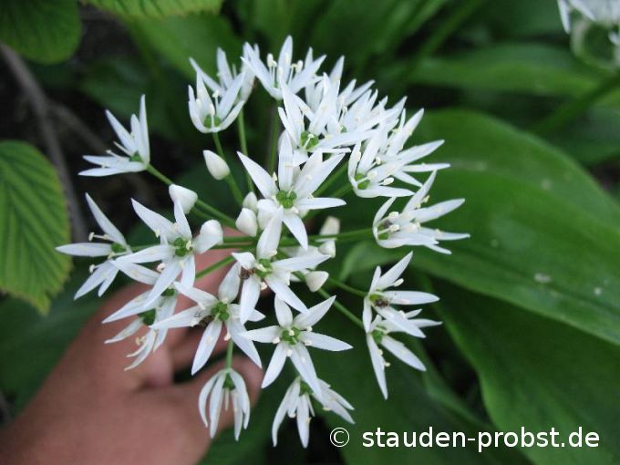 Allium ursinum - Bärlauch