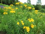 alstroemeria-aurantiaca-orange-king-2