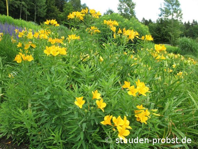 Alstroemeria aurantiaca 'Orange King' - Inkalilie