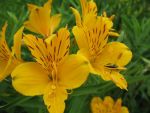 alstroemeria-aurantiaca-orange-king