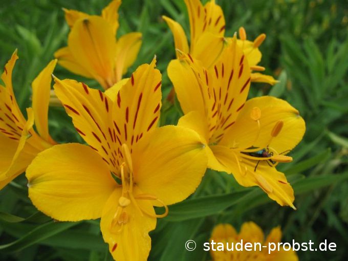 Alstroemeria aurantiaca 'Orange King' - Inkalilie