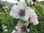 althaea-officinalis-2