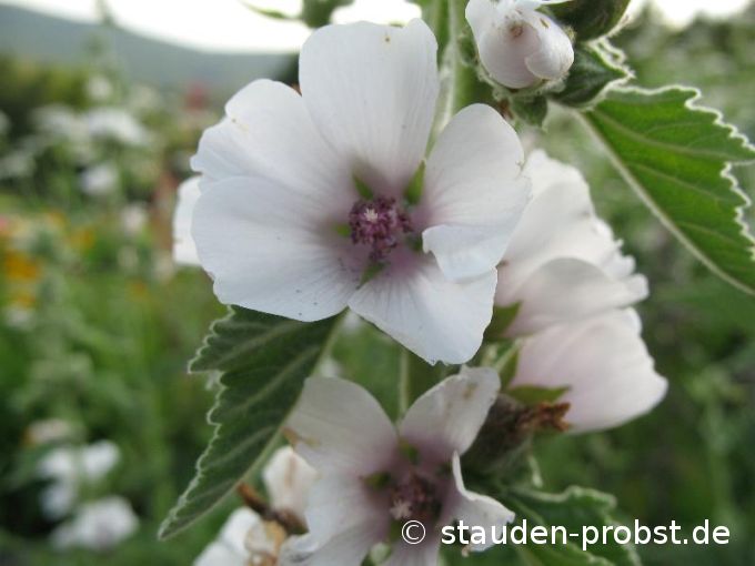 Althaea officinalis - Echter Eibisch, Samtpappel