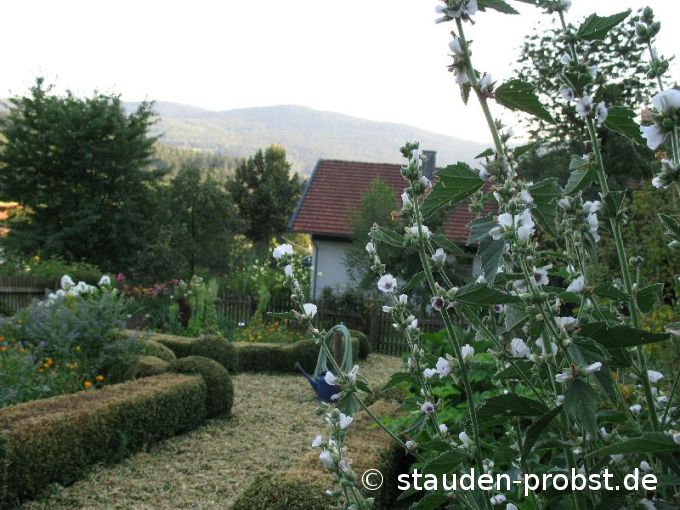 Althaea officinalis - Echter Eibisch, Samtpappel