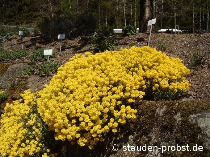 Alyssum saxatile 'Compactum Goldkugel - Felsensteinkraut