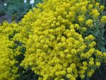 alyssum-saxatile-goldkugel-2