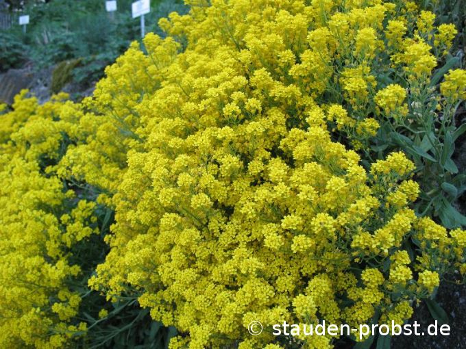 Alyssum saxatile 'Compactum Goldkugel - Felsensteinkraut