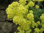 alyssum-saxatile-sulphureum-3